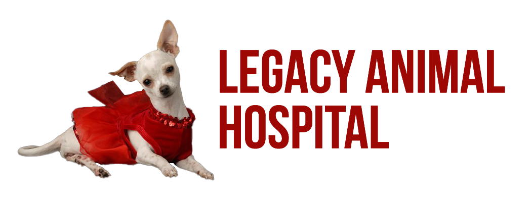 Best Veterinarian In Henderson, NV | Legacy Animal Hospital