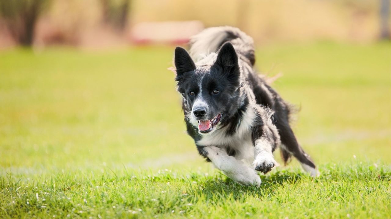 Best Veterinarian In Henderson, NV Legacy Animal Hospital