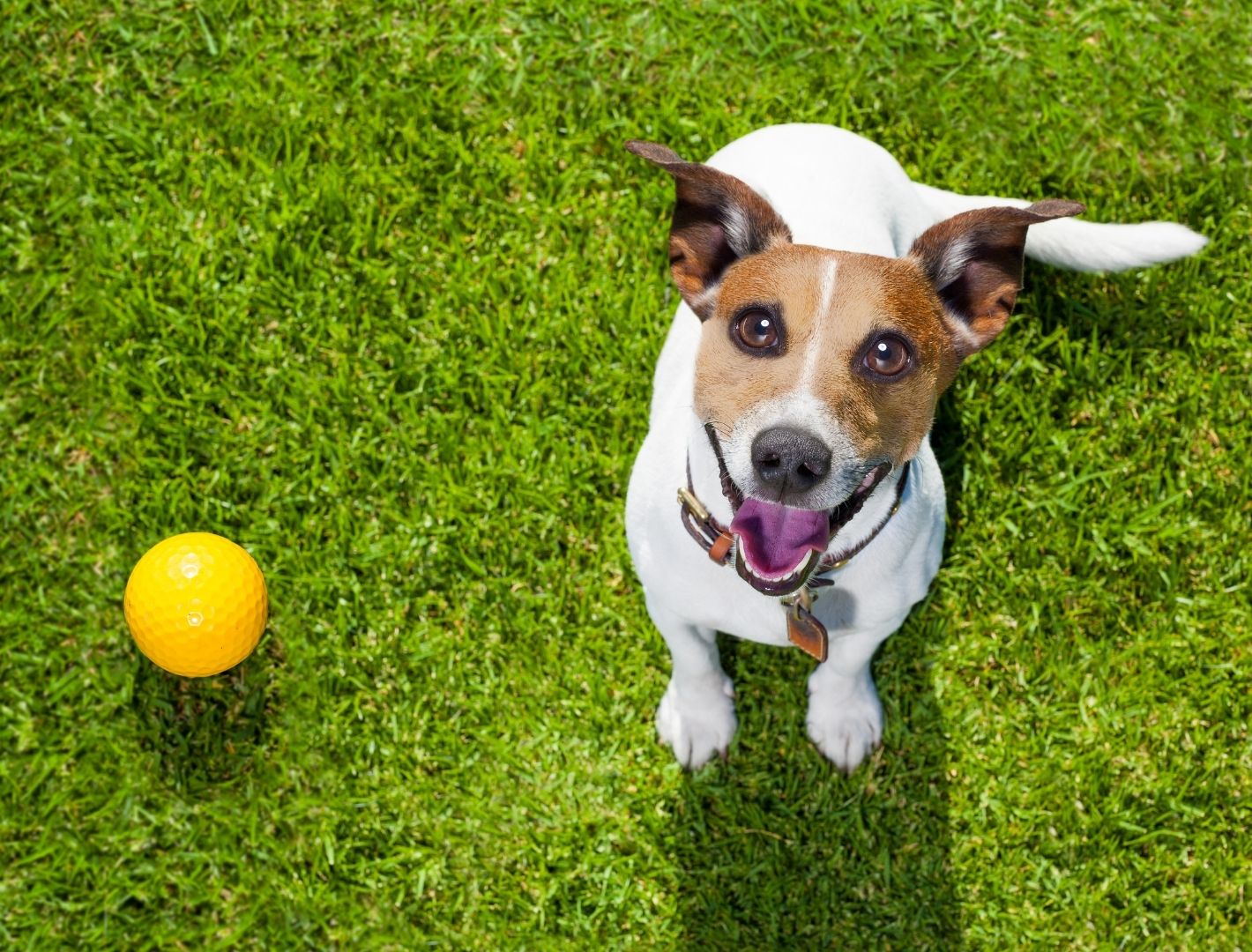 Dog with ball in garden