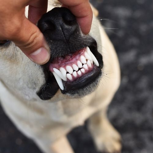 dogs teeth