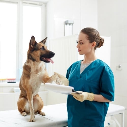 Pet Surgery