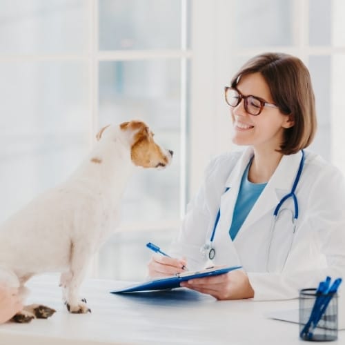a veterinarian examining a small white dog