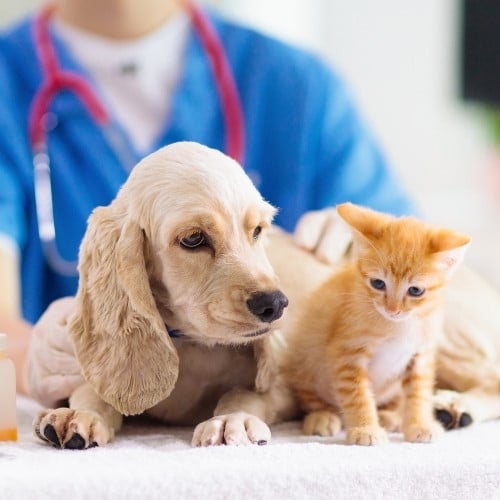 Puppy and kitten