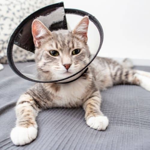 A cat wearing a protective cone around its head